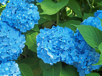 hydrangeas at New Seabury